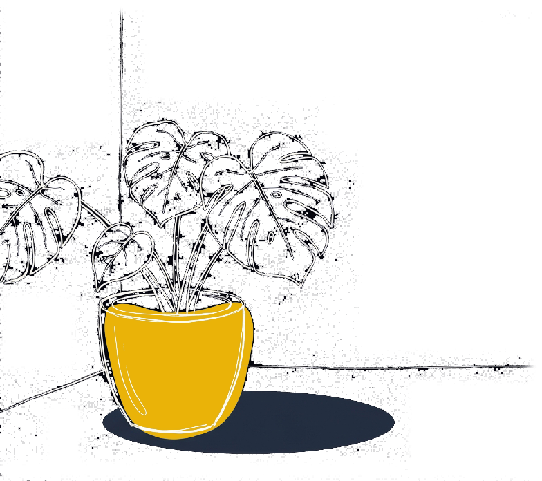 Office Monstera plant